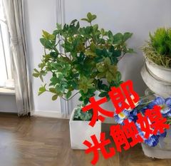 光触媒 人工観葉植物 ウォールグリーン フェイクグリーン pシー 光触媒 人工観葉植物 ウォールグリーン フェイクグリーン pシー