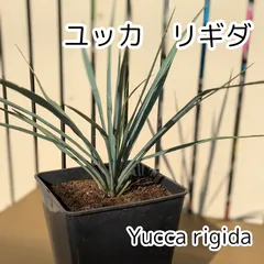 2025年最新】ユッカリギダの人気アイテム - メルカリ