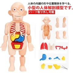 人体模型 おもちゃ 復元パズル パーツ取り外し可能 人体解剖学モデル 内臓 理科 解剖学 教材 直立 スタンド 知育玩具 誕生日 クリスマス プ