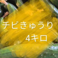 今月で終了です！４キロ弱！　ちびきゅうり　チビきゅうり　もぎりきゅうり　摘果きゅうり　農家直送美味しいきゅうり！ ４キロ弱！ サイズバラバラ！ 曲がりきゅうり　訳あり　きゅうり　４キロ　4k