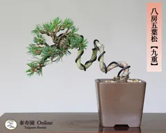 Amazon.co.jp: 五葉松『華厳』ケゴン 小品盆栽【泰寿園 Online