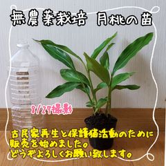 【コンパニオンプランツにも♪】無農薬栽培 月桃の苗⑥