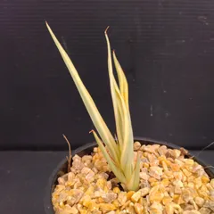 2025年最新】サンスベリア ドラゴンの人気アイテム - メルカリ