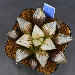 送料】メルカリ便 鉢植え発送用 - メルカリ