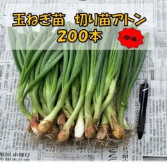 2025年最新】玉ねぎ 苗 アトンの人気アイテム - メルカリ