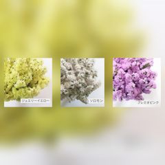 yuki0802.mama様ご専用❀生花ドライミックス