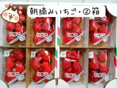 朝摘み★完熟とちあいか★2箱（8パック）大粒★益子農園