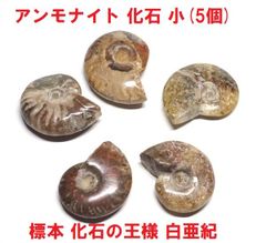 アンモナイト 化石 (5個) マダガスカル産 標本 化石の王様 白亜紀