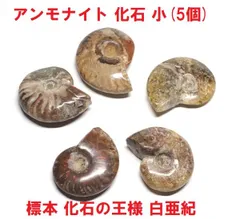 2024年最新】マダガスカルアンモライトの人気アイテム - メルカリ