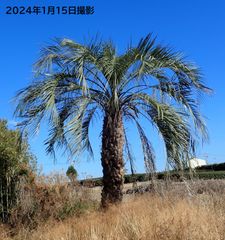 配達無料・植樹込み】樹齢約80年の巨大ココスヤシ 静岡県・御前崎産