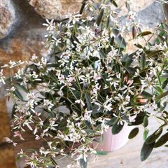 ユーフォルビア スターブラスト ソフトピンク 3〜3.5号ポット苗 【3株販売】 寄せ植え 鉢植え 花壇 お洒落 可愛い 春の花 夏の花 秋の花 花 苗 初心者 カラーリーフ 希少