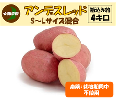 アンデスレッド　栽培期間中農薬不使用　じゃがいも　箱込み4kg