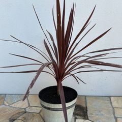 コルジリネ　土から約55㎝