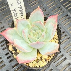 リンゼアナ×中里リンゼアナ　札付きポットごとメルカリ便TYさん苗 美苗】多肉植物 (ルキアxホリコロ)x中里リンゼアナ 札付きポット