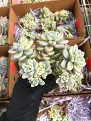 新入荷 ラウル錦 J193×1株 多頭 抜き苗 多肉植物 エケベリア - メルカリ