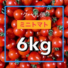 本年度終了クール便山形県産採れたておすすめミニトマト6kg