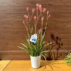 【濃ピンク】④ カンガルーポー ブッシュプリンセス アニゴザンサス 3号 苗 オージープランツ