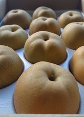 長崎県産 豊水 梨 5L  大玉 甘くて美味しい♪