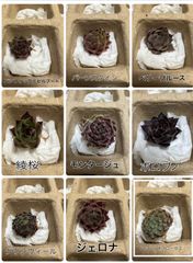 センペルビウム 12種類セット②