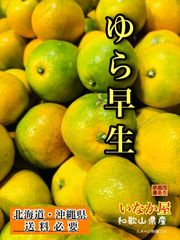 残り一点！数量限定！タイムセール！特価価格！和歌山　有田　由良早生　みかん　家庭用　サービス価格　セール