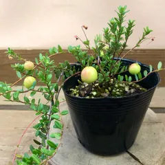 2025年最新】クランベリー苗の人気アイテム - メルカリ