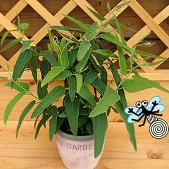 レモンユーカリ１株楽天１位 非耐寒性常緑高木