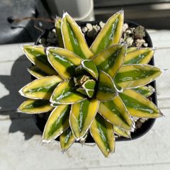 SQ8T2iSQMTppvqmsBnbWYR.jpg@jpg