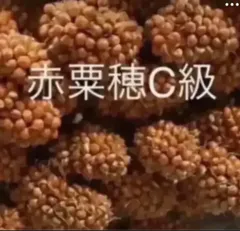2025年最新】赤粟穂の人気アイテム - メルカリ