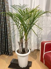 サンカクヤシ A5 ヤシの木 観葉植物 南国風 インテリア 現物販売