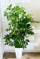 2025年最新】斑入りシェフレラの人気アイテム - メルカリ