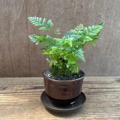 トキワシノブ ① 陶器鉢 現品 Humata tyermannii Bear’s foot fern 羊歯 シダ 常盤忍 シノブ 猫の手シノブ 石化トキワシノブ 観葉植物 観葉 植物 インテリア プレゼント かわいい おしゃれ グリーン 盆栽 父の日