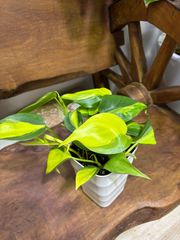 フィロデンドロン・ブラジル　４号　斑入り　ハンギング　丈夫　キレイ　育てやすい　インテリア　グリーン　観葉植物