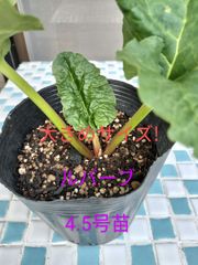 ルバーブ　4.5号苗　大きめ苗　金子香草園　ハーブ　ジャム　砂糖漬け　美容　整腸作用　美肌