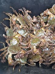 モクズガニ　40匹+何匹かおまけ 楽天市場】モクズガニの通販