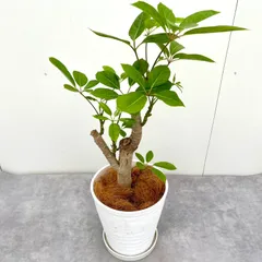 2024年最新】観葉植物 現品 幹の太いの人気アイテム - メルカリ