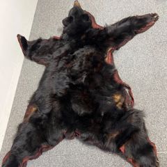 熊 敷物 ラグ ヒグマ 剥製 敷物 毛皮 ラグ｜Yahoo!フリマ（旧PayPayフリマ）