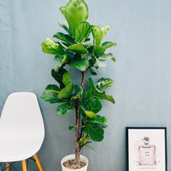 ［現品］B2  カシワバゴムの木　フィカス　リラータ　ストレート　8号　観葉植物　室内　大型　皿付き　シンボルツリー