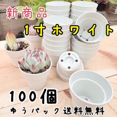 一寸鉢ホワイト100個 ゆうパック発送 多肉植物