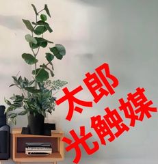 光触媒 人工観葉植物 ウォールグリーン フェイクグリーン 光触媒 人工観葉植物 ウォールグリーン フェイクグリーン