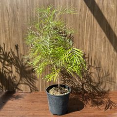 【現品】④ グレビレア バンクシー 8号 オージープランツ ①