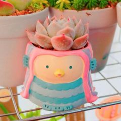 多肉寄せ植え2点セット✿そのまま飾れます♡ 多肉植物寄せ植え そのまま飾れる寄せ植え 2つセット☆* - メルカリ