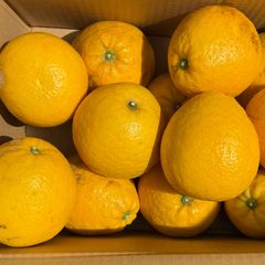 【樹齢25年以上】河内晩柑 箱込約5kg以上(約18～8玉) 熊本県産 ジューシーオレンジ 完熟 フルーツマイスター