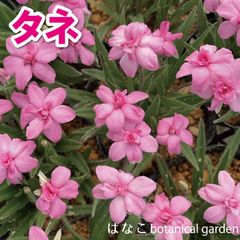 【花のタネ】アッツ桜　八重ピンク　桃八重　マーガレット3球セット　ガーデニング