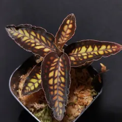 2025年最新】ジュエルオーキッド シストーチスの人気アイテム