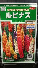 ルピナス ラッセル ミナレット 種 ３袋セット