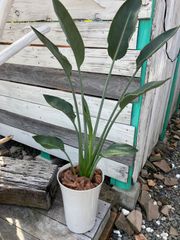 ストレリチア レギネ 観葉植物 A6 現物販売 インテリア