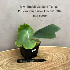 子株付　Platycerium Pewchan（特大美形） 子株付 Platycerium Pewchan（特大美形） Yahoo!オークション