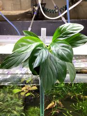 熱帯植物 ホマロメナsp. ランガット スマトラ ウタラ 鯆ドルフィン