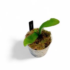 【美しい白さが特徴的なビカクシダ原種】| P.veitchii | 子株
