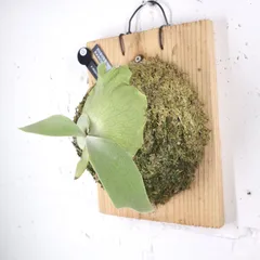 TT@様専用 moja & P. willinckii original インテリア小物 植物/観葉